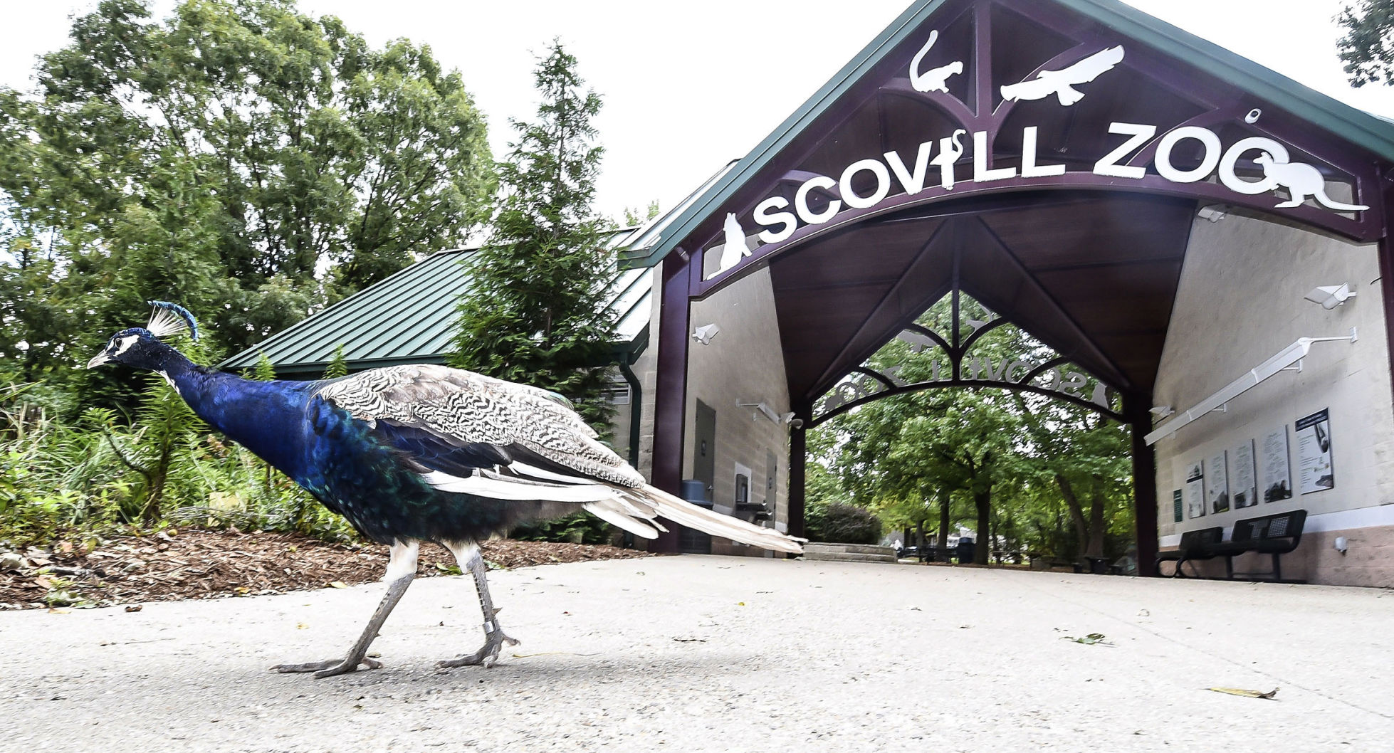 2017: Scovill Zoo Animals
